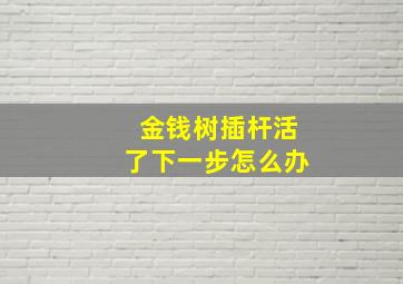 金钱树插杆活了下一步怎么办