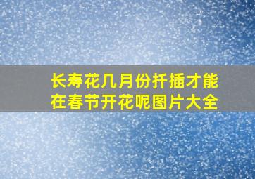 长寿花几月份扦插才能在春节开花呢图片大全