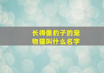 长得像豹子的宠物猫叫什么名字