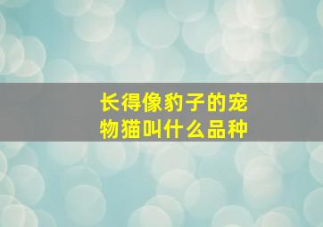 长得像豹子的宠物猫叫什么品种