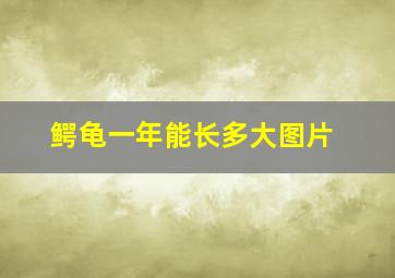 鳄龟一年能长多大图片