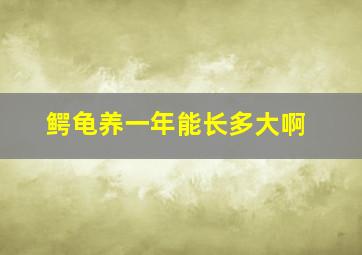 鳄龟养一年能长多大啊